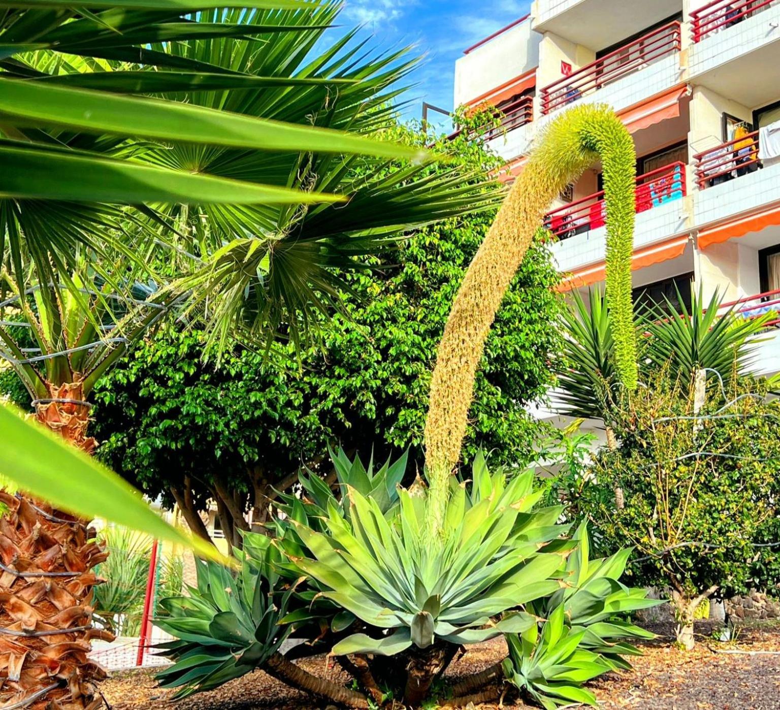 Paulmarie Apartment In Olympia 美洲海滩 外观 照片